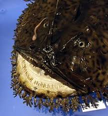 Image result for Lophius americanus