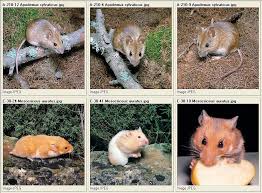 Attēlu rezultāti vaicājumam “Rodentia”