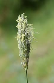 Attēlu rezultāti vaicājumam “Alopecurus pratensis flower”