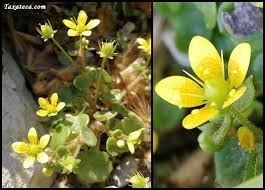 Attēlu rezultāti vaicājumam “Saxifraga cymbalaria”