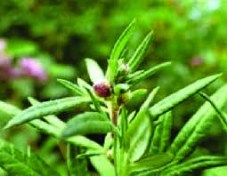 Attēlu rezultāti vaicājumam “Artemisia vulgaris bud”