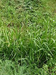 Attēlu rezultāti vaicājumam “Glyceria lithuanica”