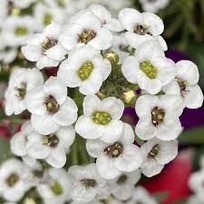 Attēlu rezultāti vaicājumam “Lobularia maritima”