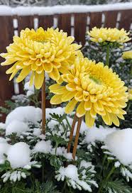 Image result for Chrysanthemum spectabile