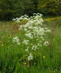 Attēlu rezultāti vaicājumam “Anthriscus”