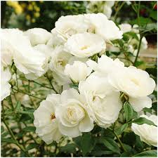 「アイスバーグ」の画像検索結果