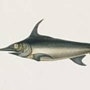 Image result for Xiphias gladius