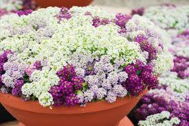Image result for Alyssum diffusum