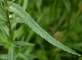 Image result for Achillea Ptarmica