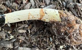 Attēlu rezultāti vaicājumam “Phallus impudicus”