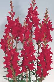 Image result for Tanacetum parthenium 'Tetraweiss'