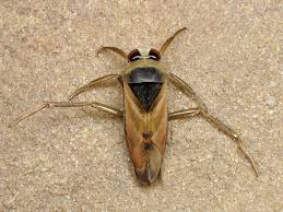 Attēlu rezultāti vaicājumam “Notonecta glauca”