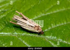 Attēlu rezultāti vaicājumam “Psyche casta larva”