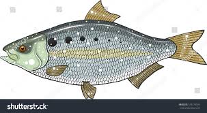 Image result for Alosa sapidissima