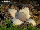 Attēlu rezultāti vaicājumam “Geastrum quadrifidum”