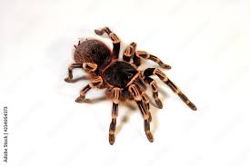 Znalezione obrazy dla zapytania geniculata