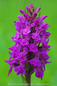Attēlu rezultāti vaicājumam “Dactylorhiza ochroleuca leaf”