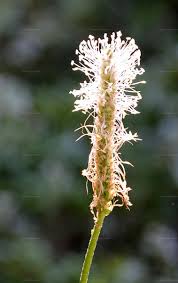 Attēlu rezultāti vaicājumam “Plantago media bud”