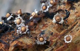 Attēlu rezultāti vaicājumam “Diderma chondrioderma macro”