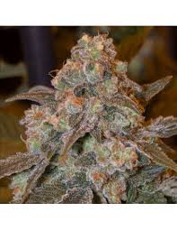 Image result for Frostabella ginsterfarmii