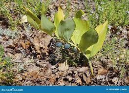 Attēlu rezultāti vaicājumam “Polygonatum odoratum fruit”