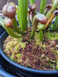 Attēlu rezultāti vaicājumam “Sphagnum quinquefarium”