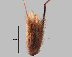 Attēlu rezultāti vaicājumam “Anthoxanthum odoratum fruit”