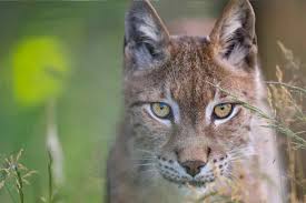 Afbeeldingsresultaat voor lynx