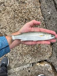 Image result for Chelon richardsonii