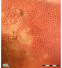 Attēlu rezultāti vaicājumam “Hildenbrandia rivularis”