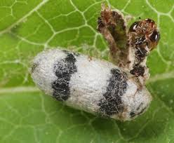 Attēlu rezultāti vaicājumam “Ichneumonidae cocoon”