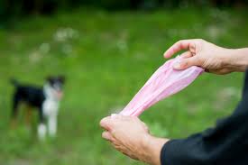 Image result for cestoda excrement dog