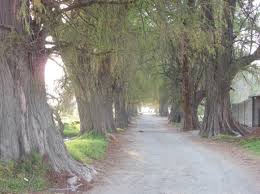 Attēlu rezultāti vaicājumam “Tettigoniodea exuvia”