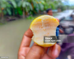 Attēlu rezultāti vaicājumam “Langermania gigantea”