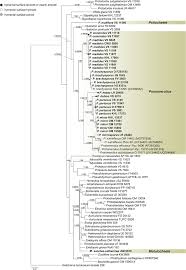 Attēlu rezultāti vaicājumam “Elmerina caryae”