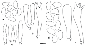 Attēlu rezultāti vaicājumam “Hygrocybe sp.”