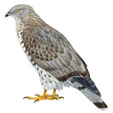 Image result for Pernis apivorus