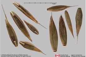 Attēlu rezultāti vaicājumam “Festuca arenaria”