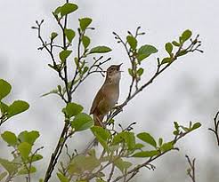 Image result for Locustella luscinioides