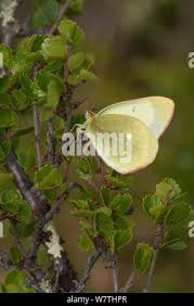 Attēlu rezultāti vaicājumam “Colias palaeno male”