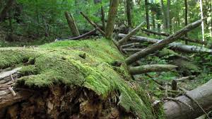 Attēlu rezultāti vaicājumam “Herzogiella seligeri”