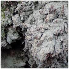 Attēlu rezultāti vaicājumam “Lepraria incana”