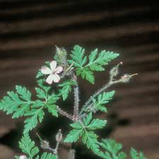 Attēlu rezultāti vaicājumam “Geranium robertianum leaf”