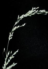 Attēlu rezultāti vaicājumam “Cinna latifolia fruit”