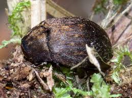 Attēlu rezultāti vaicājumam “Byrrhidae”