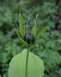 Attēlu rezultāti vaicājumam “Paris quadrifolia bud”