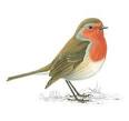 The RSPB: Robin