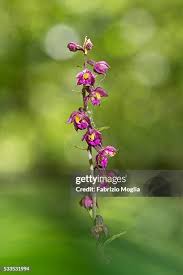 Attēlu rezultāti vaicājumam “Epipactis atrorubens bud”