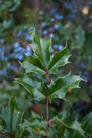 Attēlu rezultāti vaicājumam “Mahonia aquifolium”