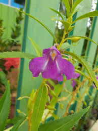 Image result for Impatiens balsamina